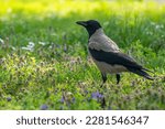Small photo of Common hooded crow (Corvus cornix, scald-crow or hoodie). Close up.