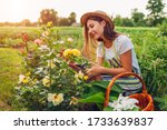 Young woman gathering flowers in garden. Gardener cutting roses off with pruner for bouquet. Summer gardening work