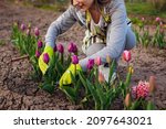 Gardener Picking Purple Tulips...