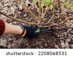 Small photo of Gardener loosening soil around rose bush in fall garden using hand fork. Taking care of shrub with tools