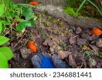 Small photo of Slug poisoned bait for pest control. Gardener throwing blue granules on ground to kill brown Spanish slugs. Snail trap