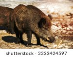 wild boar while eating in the snow background