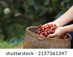 red coffee beans Field Plantation farm picking.harvesting Robusta and arabica  coffee berries by agriculturist hands,Worker Harvest arabica coffee berries on its branch, harvest conce