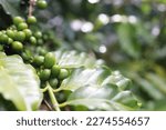 Red coffee plant farm beans on brance harvest red raw Coffee.green Robusta and arabica coffee berries by agriculturist hands,Worker Harvest arabica coffee berries on its branch, agriculture concept.