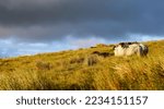 Small photo of Sheep passing the day on a blustery Irish hillside