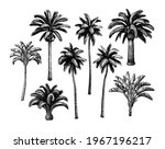 Palm Trees. Collection Of Ink...
