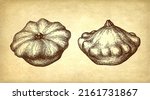 ink sketch of pattypan squash... | Shutterstock .eps vector #2161731867