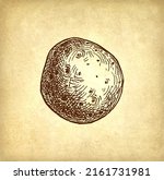 ink sketch of potato on old... | Shutterstock .eps vector #2161731981