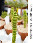 Small photo of macro closeup of a beautiful spiral unusual weird green cactus plant Eulychnia castanea cv. varispiralis cristata monstrous disc shape growth