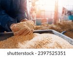 Small photo of Concept livestock farm with organic cattle. Farmer holding mixture food of corn and wheat and giving them to cows in barn farm.