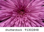 Close Up Of Chrysanthemum