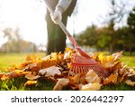 Rake with fallen leaves in...
