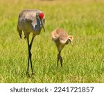 Color photo of a sandhill crane parent and juvenile walking through grass. The parent is teaching his young to forage for food, and the young one looks on very attentively. 
