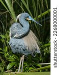 Small photo of Tricolored Heron, Egretta tricolor. in breeding plumage showcasing the white head feathers, silky buff plumes on its back, and blue face patch and beak. Photographed in Fort Desoto Park, Florida.