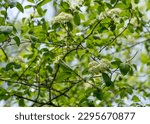 Small photo of Branches, flowers and leaves of the Alternate-leaved Dogwood, Cornus alternifolia, showing the horizontal branching, alternate leaves, and flower umbels. Photographed in the GSMNP.