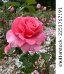 Beautiful Pink Hybrid Tea Roses ...