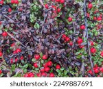 Small photo of closeup of coral beauty cotoneaster, cotoneaster dammeri, bearberry cotoneaster