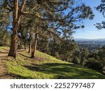 Small photo of Claremont Canyon Regional Preserve, trail, East Bay Regional Park district, eucalyptus diversicolor, eucalyptus regnans, eucalyptus, Berkeley city view, sunset over the city, sunset over San Francisco