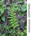 Small photo of close up of broad wood fern or broad buckler fern in Las Trampas Elderberry Trailhead