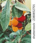 Small photo of strawberry tree red northern bayberry in the garden