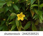 Small photo of close up of yellow jessamine plant