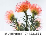  Leucospermum Succession Flower ...
