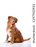 Small photo of Red-haired dog isolated on white background. Nova Scotia Duck Tolling Retriever, Toller