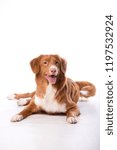 Small photo of Red-haired dog isolated on white background. Nova Scotia Duck Tolling Retriever, Toller