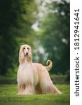 Small photo of Fabulous looking afghan hound, royal dog in full coat. Many championships winner.