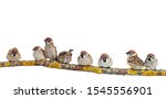 Many Small Funny Birds Sparrows ...