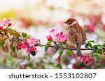  Small Sparrow Bird Sits On A...
