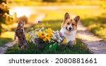 Small photo of cute fluffy friends a cat and a dog catch a flying butterfly in a sunny summer garden