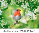  Small Bright Bird Robin Sits...
