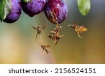 Small photo of harmful insect-stinging striped wasps in the summer garden eat the fruits of ripe sweet plum fruits