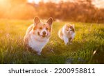 Small photo of furry friends a dog and a cat walk amicably through a bright summer meadow in the sunlight