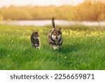 Small photo of a couple of animal friends a dog and a cat run through the green grass in a summer meadow
