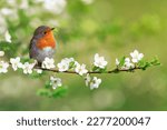 Bird robin sitting on cherry...
