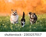 Small photo of friends a cat and two cheerful dogs run through a sunny meadow on the grass on a spring day