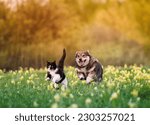 Small photo of funny friends cat and dog run through a sunny meadow on the grass on a summer day