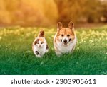 Small photo of fluffy friends cat and dog corgi run through a sunny meadow on the grass on a spring day