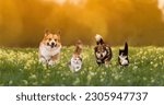 Small photo of group of pets two cats and a couple of dogs walking on the grass in a sunny summer meadow
