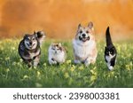 Cute domestic cats and dogs of...