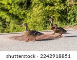 Wild ducks on the road - female mallard duck with two cubs