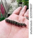 Small photo of the caterpillar on the palm looks very ticklish