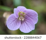 Small photo of Extreme close up of a single purple flower, specifically Nuttall's toothwort (Cardamine nuttallii), with the greens of a woodland glade out of focus in the background.