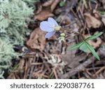 Small photo of Close up of a single purple flower, specifically Nuttall's toothwort (Cardamine nuttallii), with the greens of a woodland glade out of focus in the background.