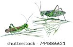 Grasshopper In The Grass....