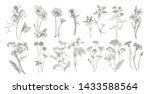 collection of hand drawn... | Shutterstock . vector #1433588564