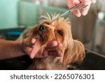 Yorkie dog getting a haircut in a pet salon