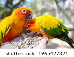 Sun Conure Parrot Bird Group On ...